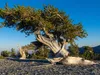 Great Basin National Park: bristlecone pine