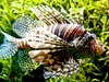 Lionfish